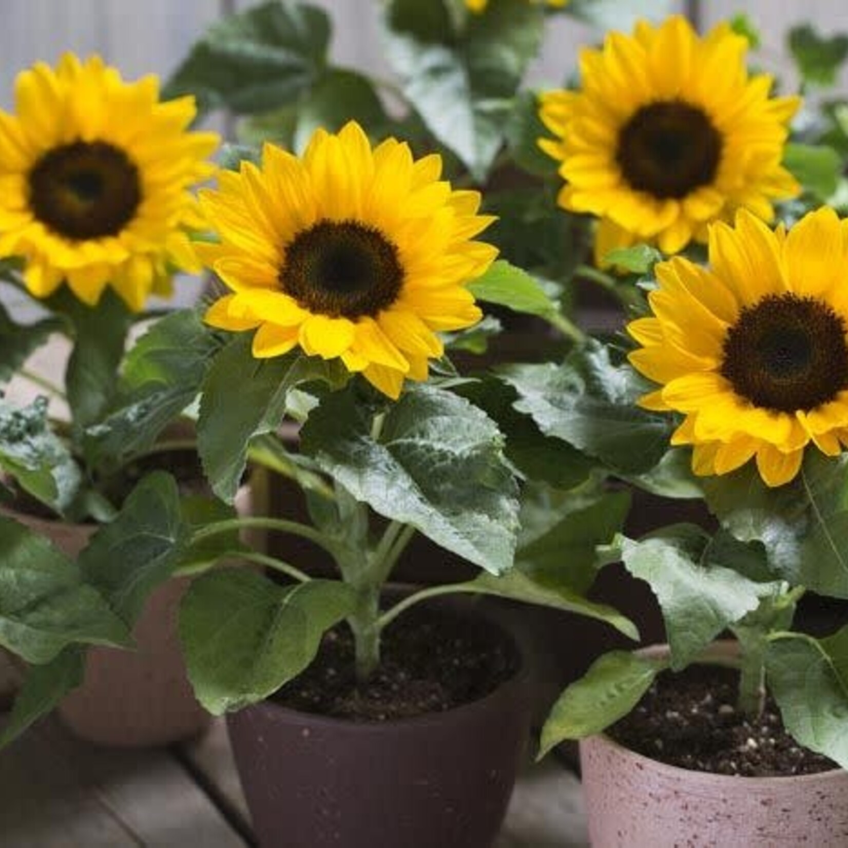 Sunflower, Smiley 4 in