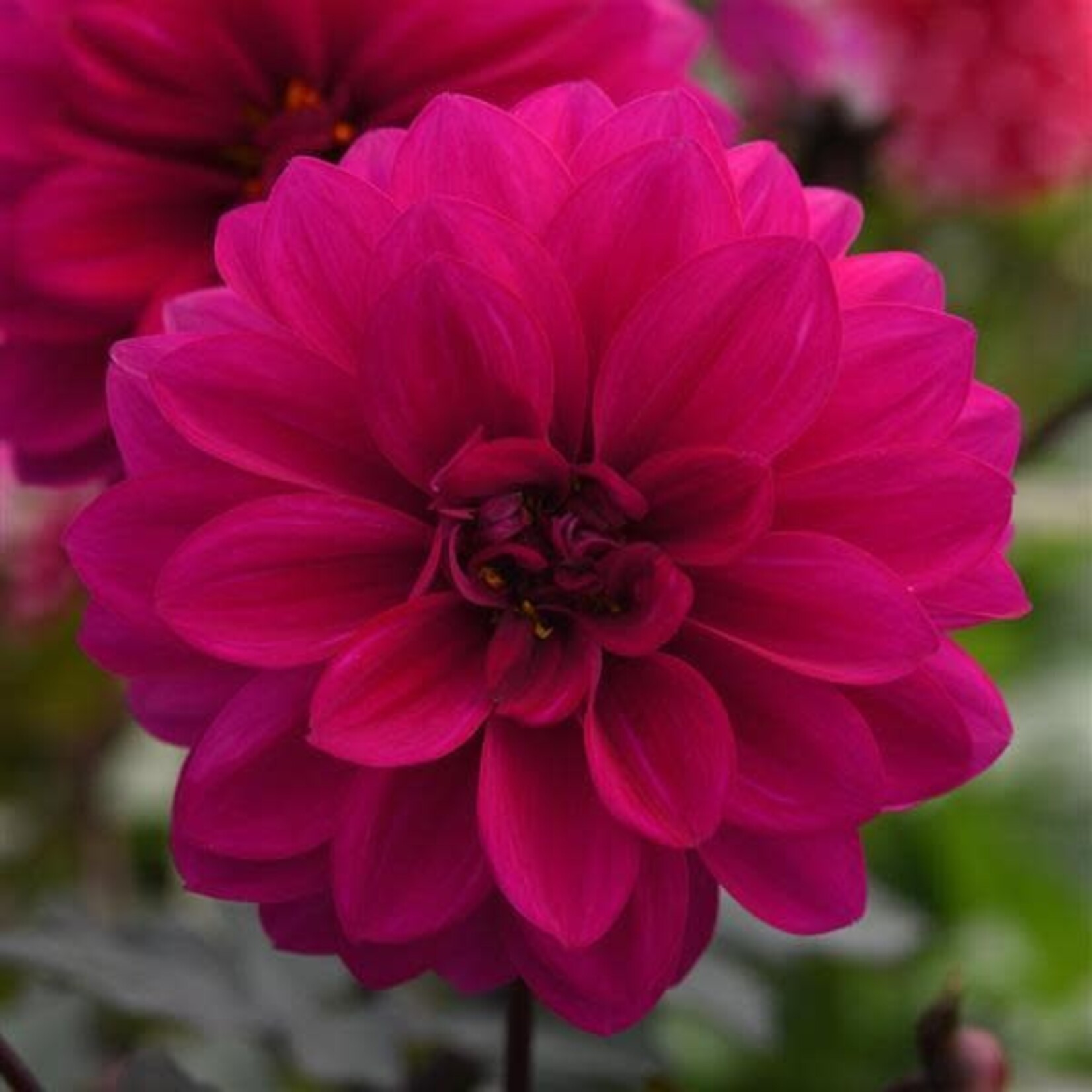 Dahlia, City Lights Neon 1G