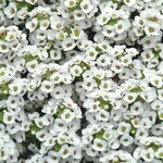 Alyssum, Clear Crystals White 6 pack