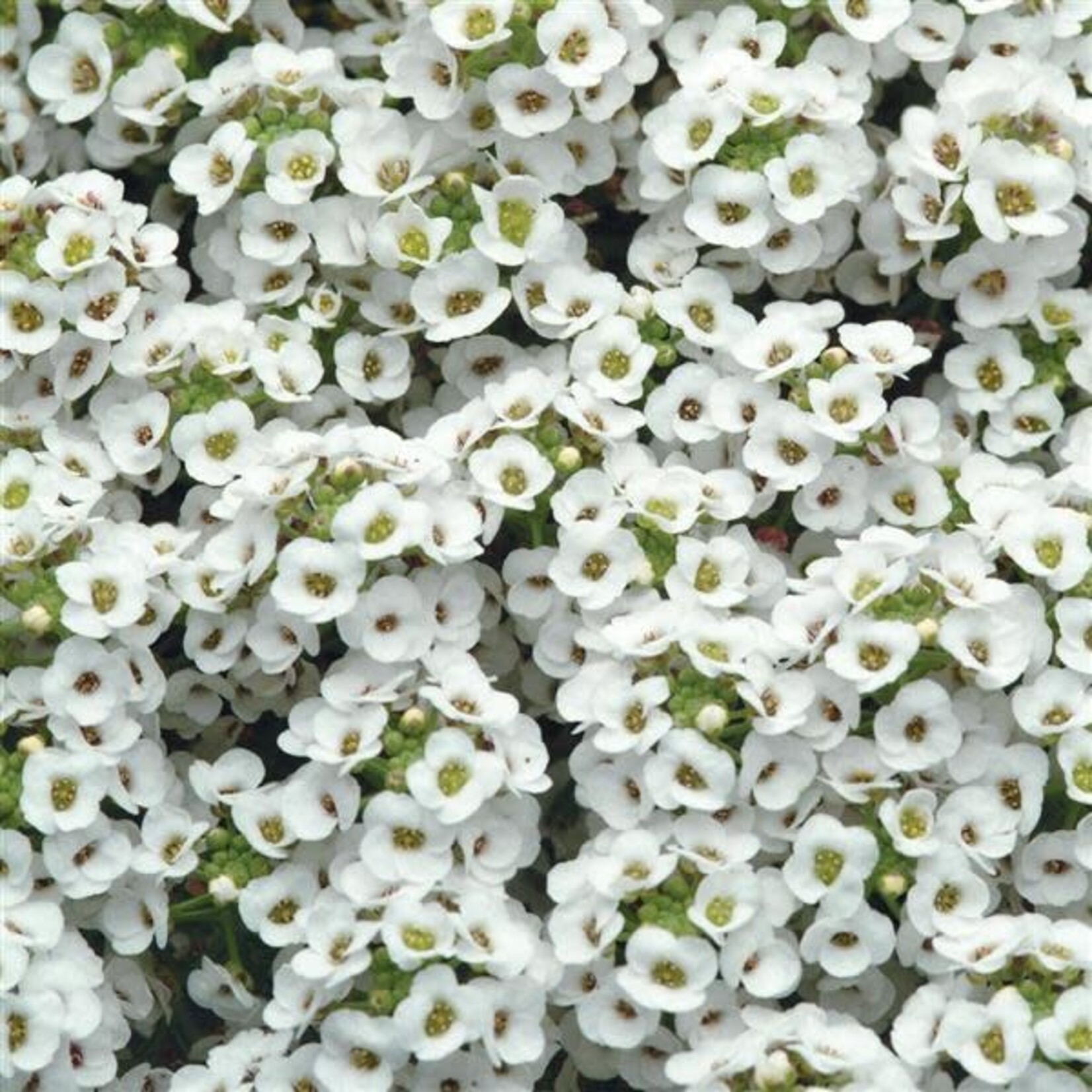 Alyssum, Clear Crystals White 6 pack