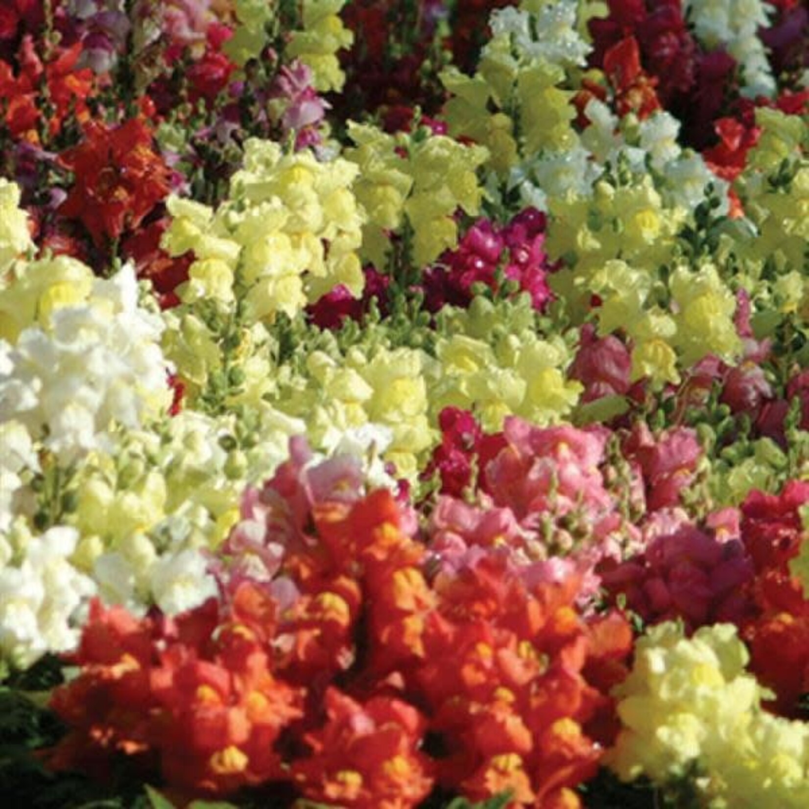 Snapdragon, Snaptini Mix 6-pak
