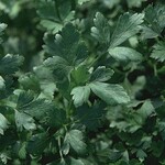 Herb, Parsley Italian Dark Single 4 in