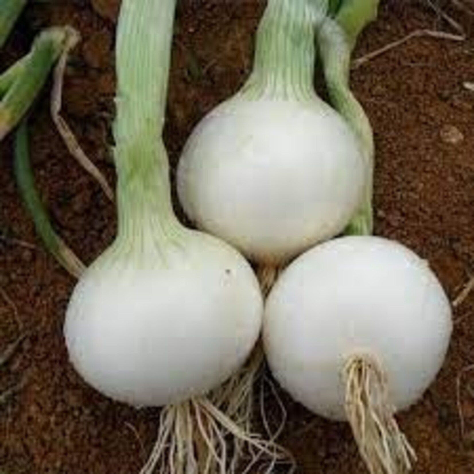 Onion, White Sweet Spanish 4 in