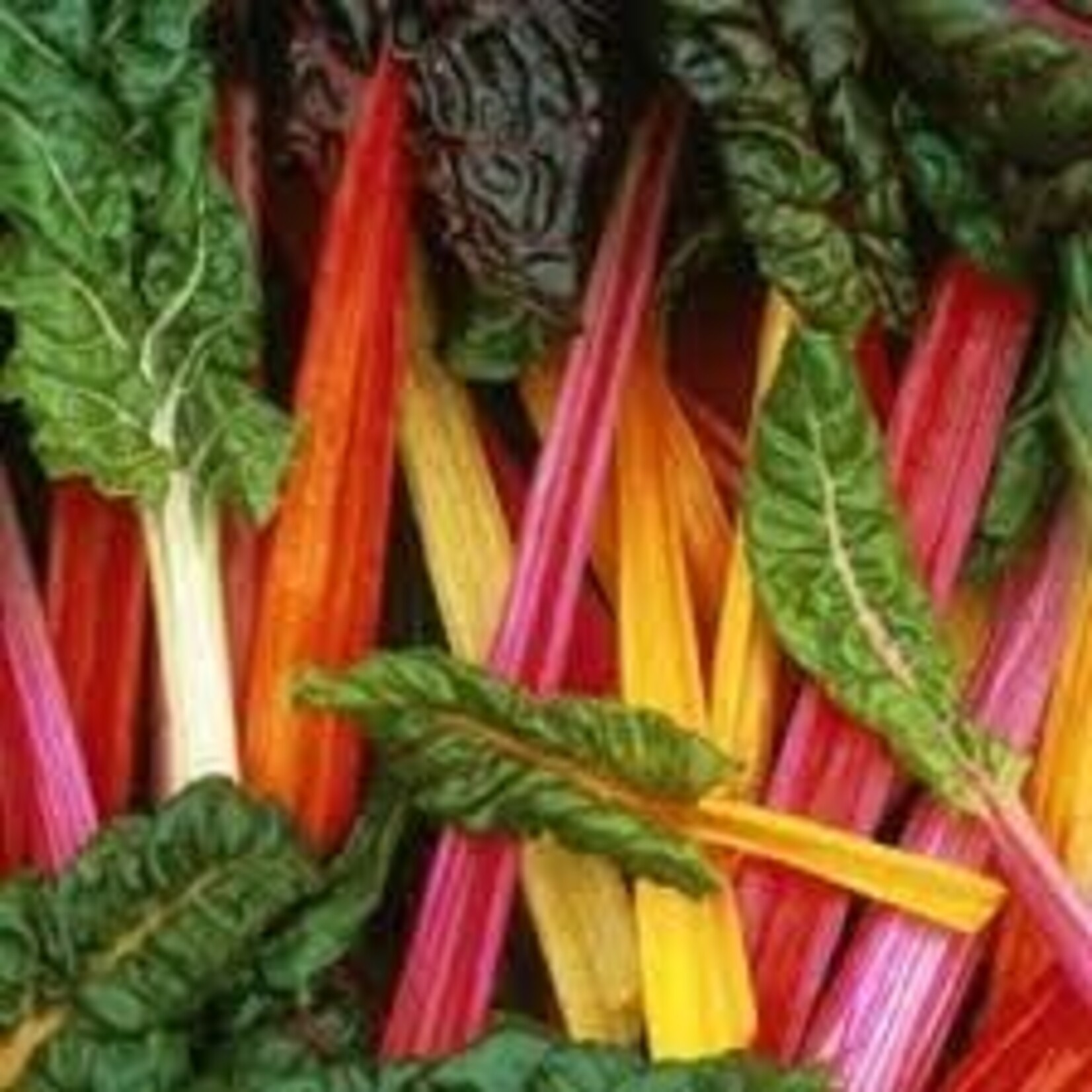 Swiss Chard, Bright Lights 6-pack