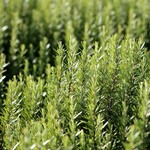 Herb, Rosemary Arp 4 in