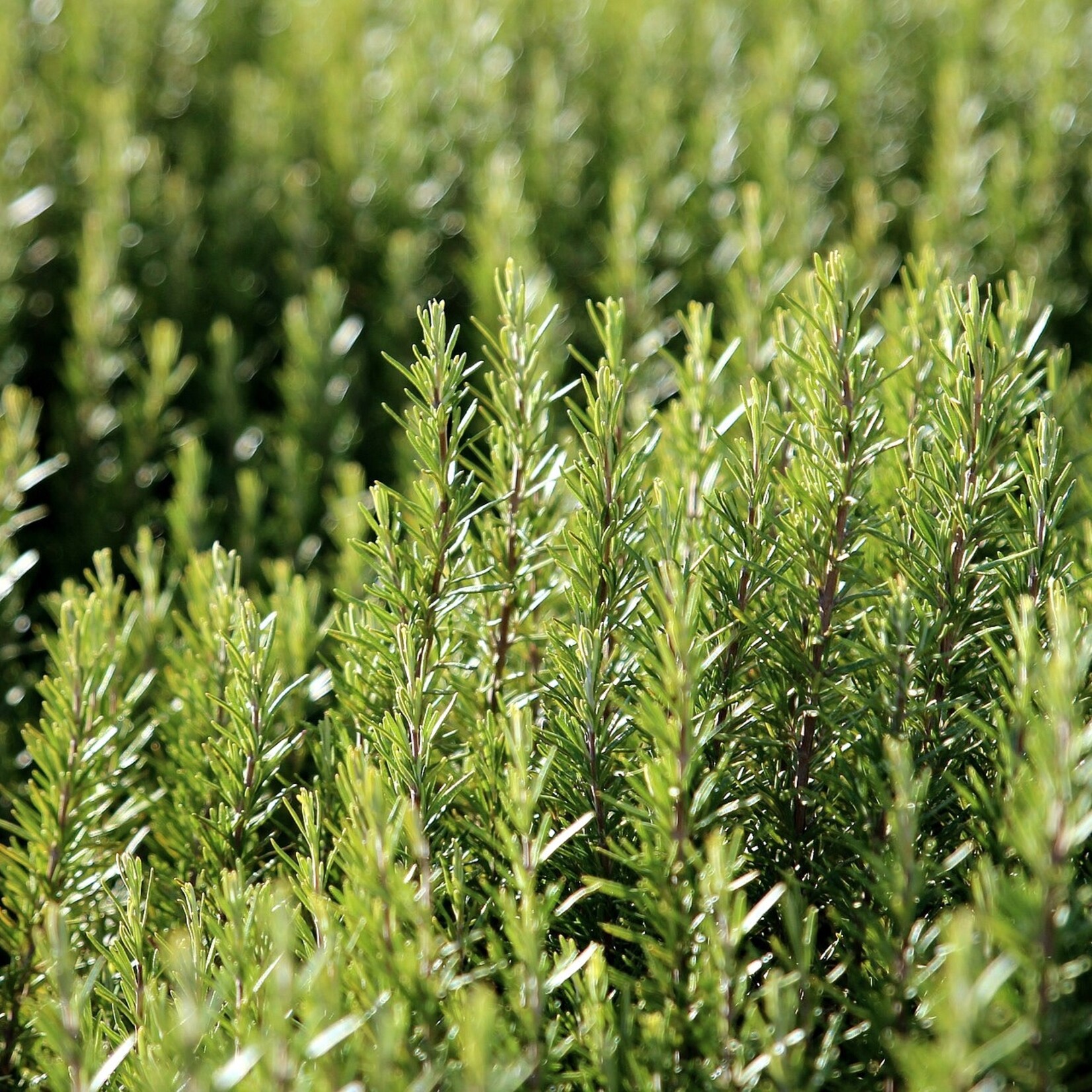 Herb, Rosemary Arp 4 in