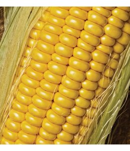 Corn, Golden Jubilee 4 in