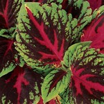Coleus, Kong Red 4 in