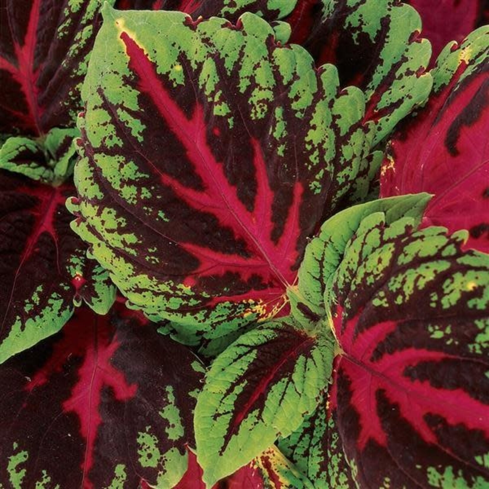 Coleus, Kong 4 in
