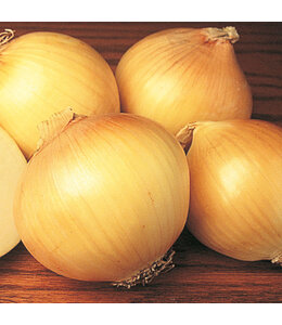Onion, Yellow Sweet Spanish 6-pak