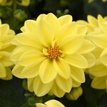 Dahlia, Figaro Yellow Shades 4 in