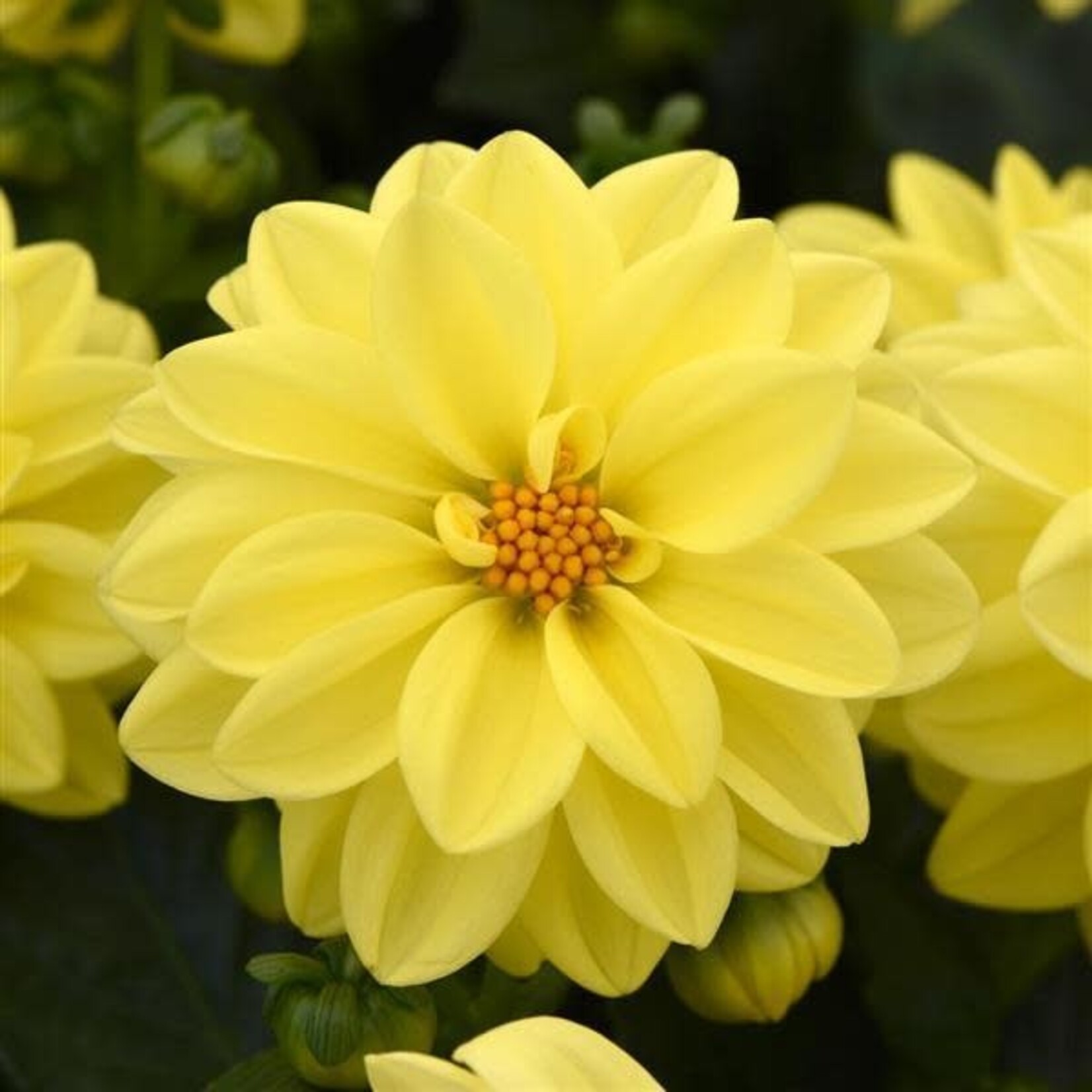 Dahlia, Figaro Yellow Shades 4 in