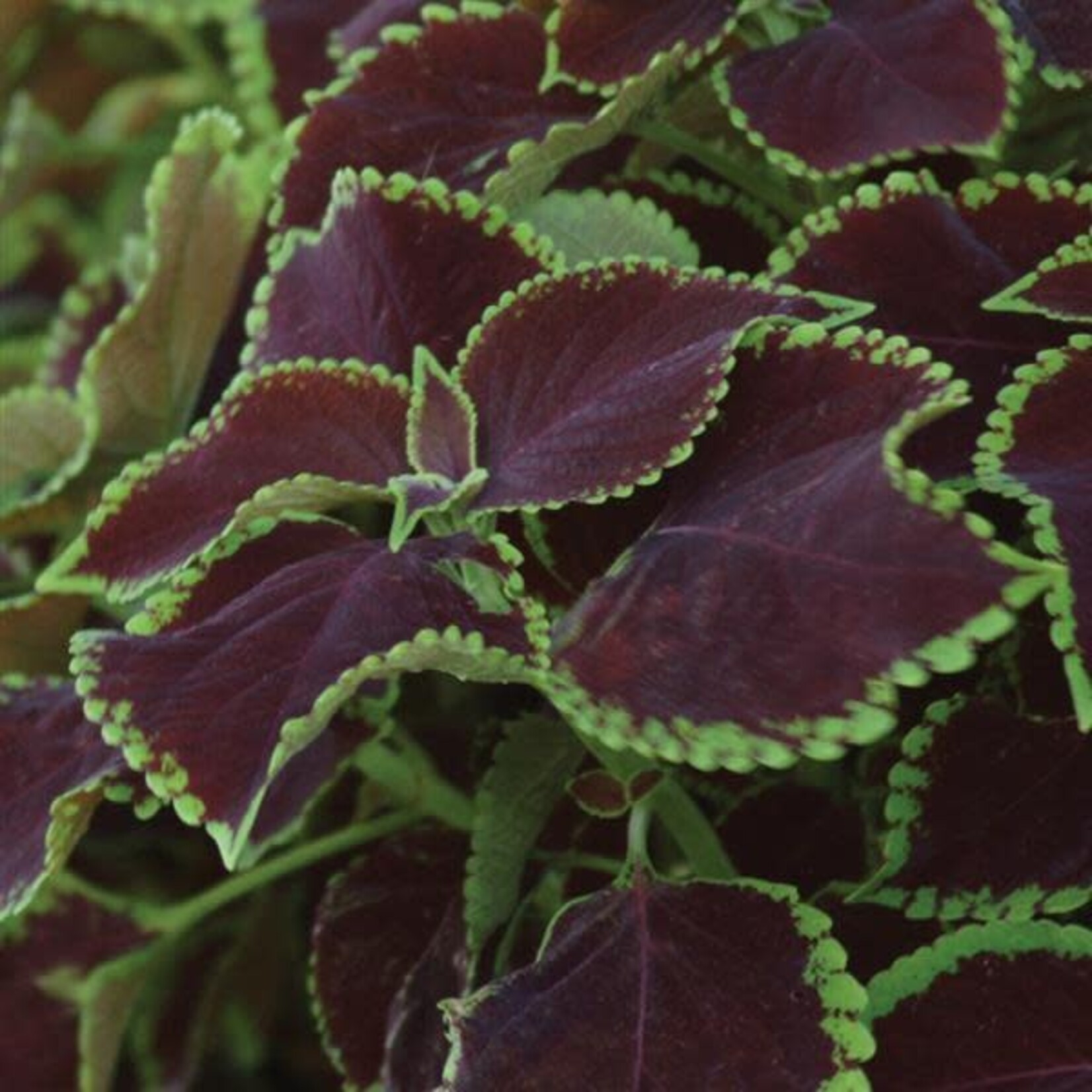 Coleus, Chocolate Mint 4 in
