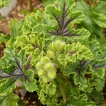 Geranium, Scented Moskito Schocker 4 in
