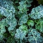 Kale, Blue Scotch Curled 4 in