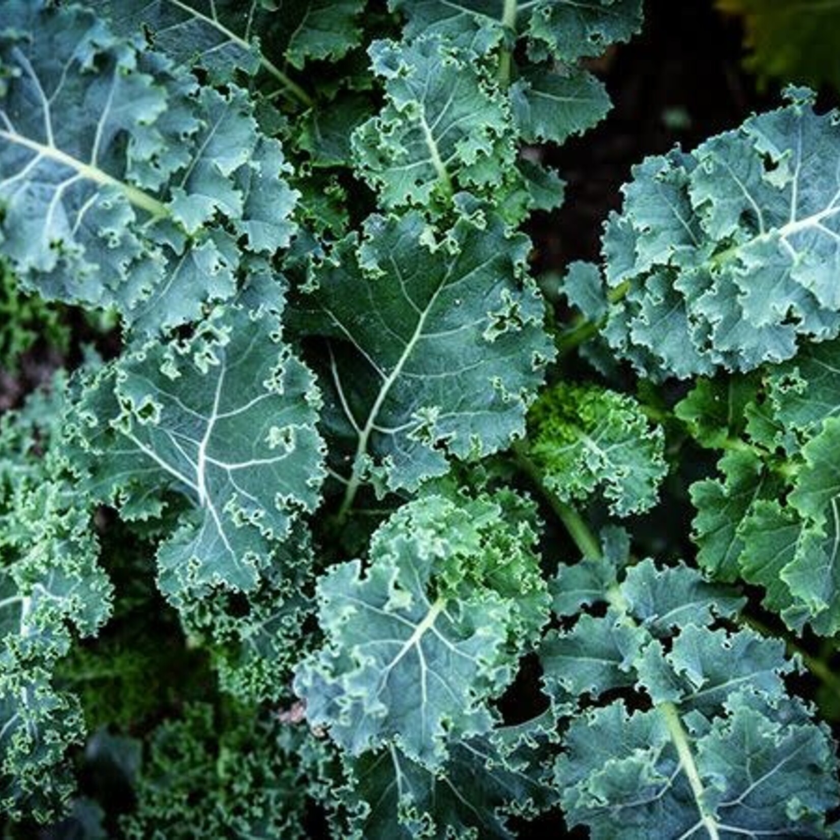 Kale, Blue Scotch Curled 4 in