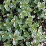 Herb, Mint Chocolate 4 in