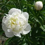 Peony, Double White 2G
