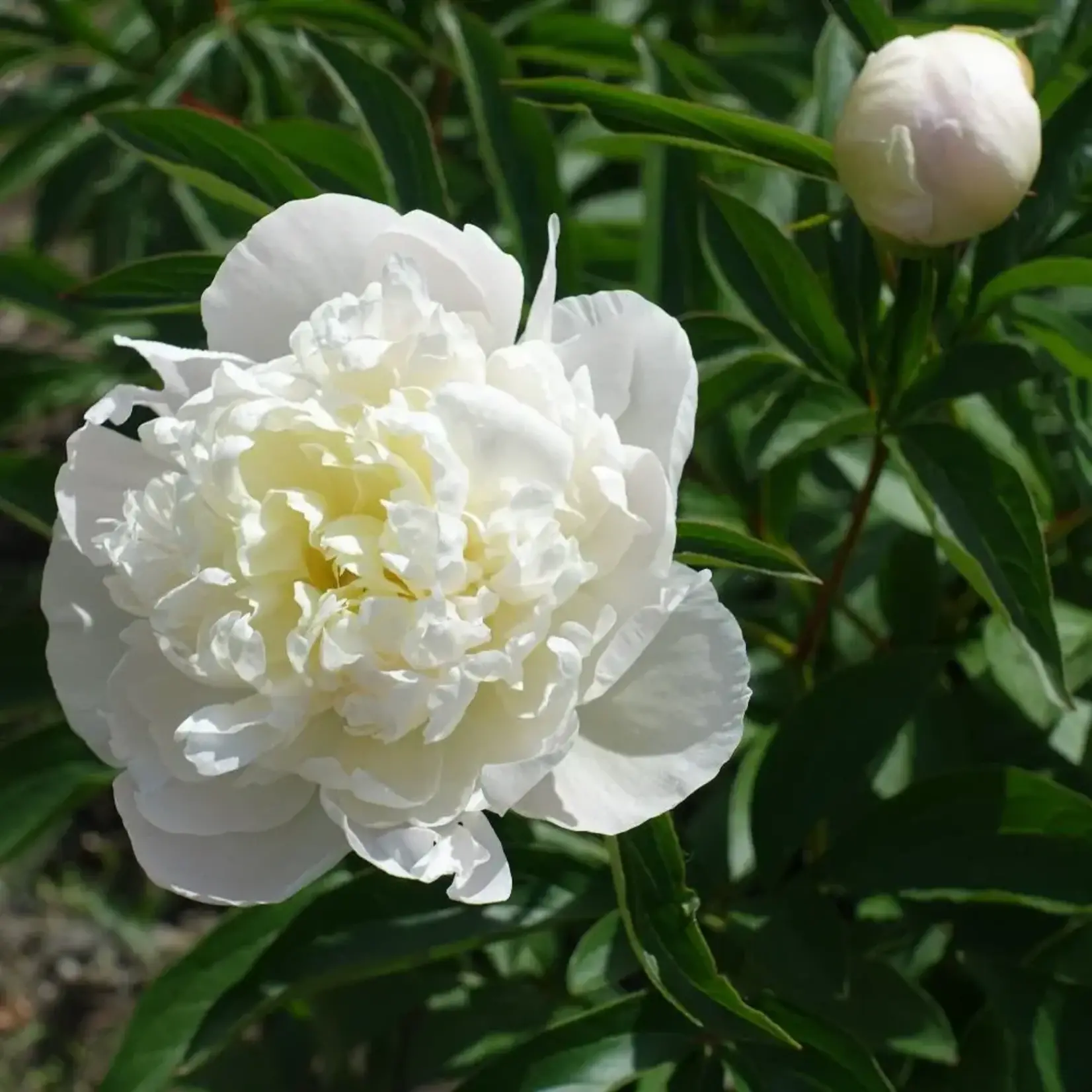 Peony, Double White 2G