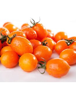 Tomato, Orange Zinger 1G