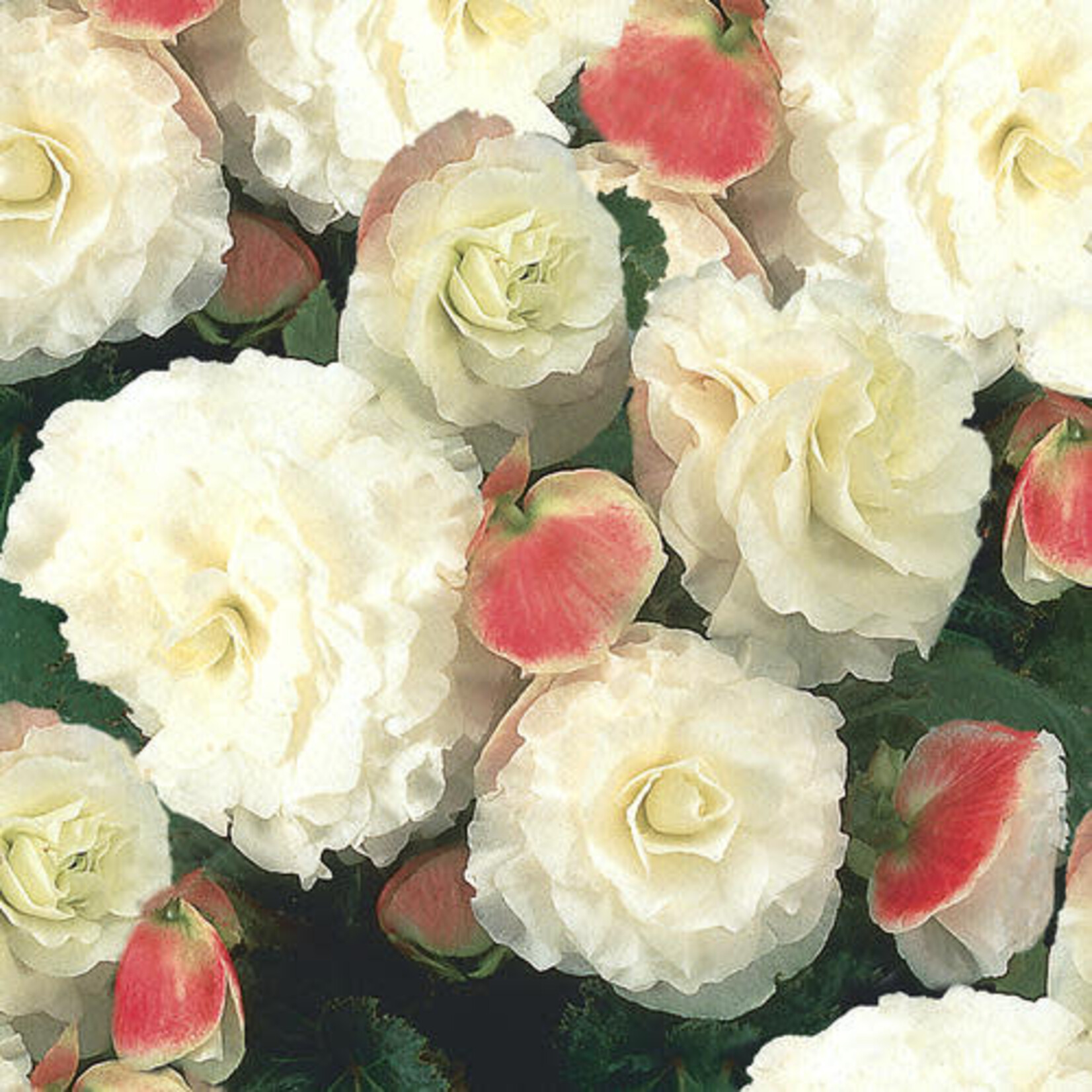 Begonia, Nonstop Appleblossom 4 in