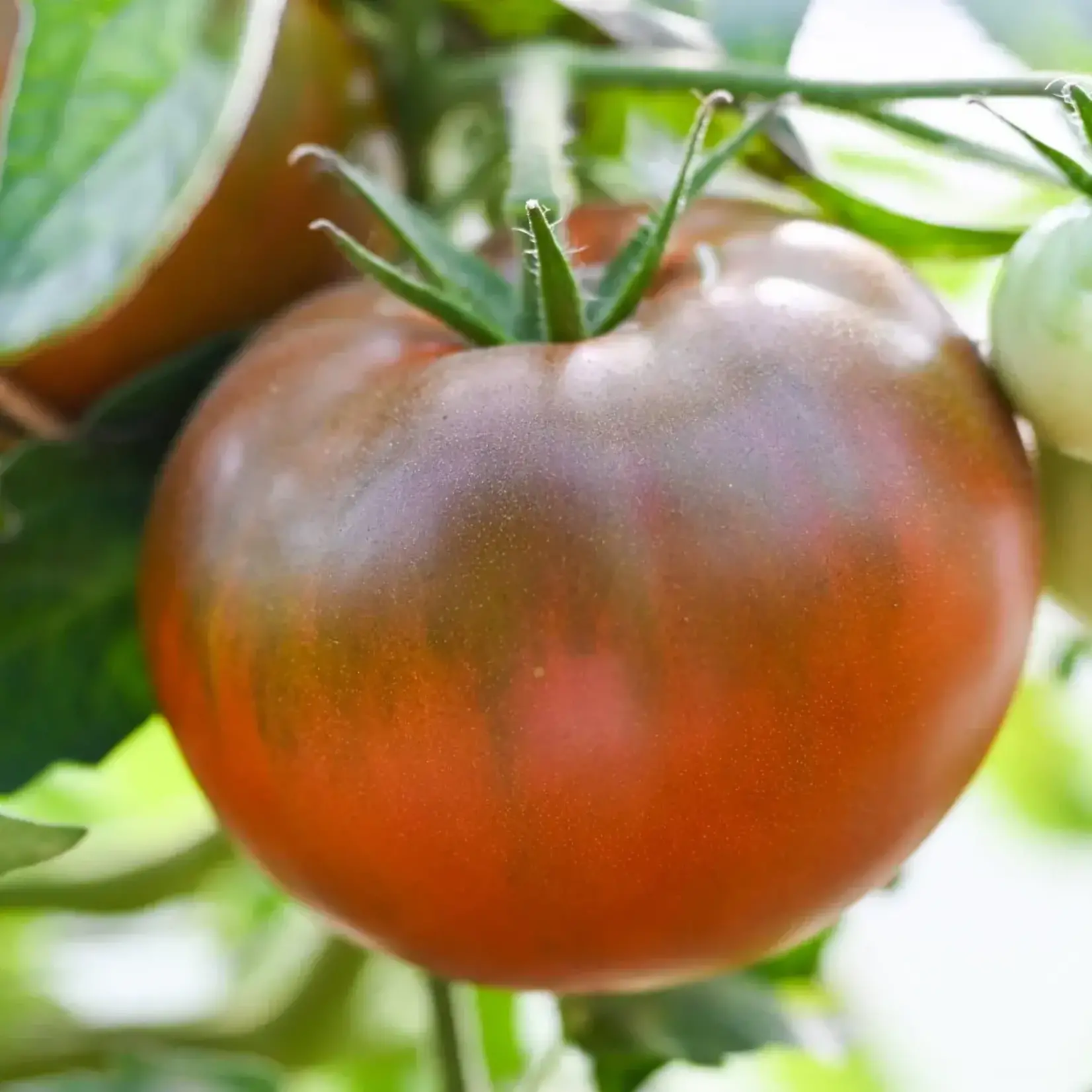 Tomato, Black Prince 1G