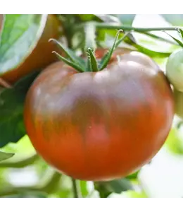 Tomato, Black Prince 1G