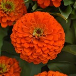 Zinnia, Zesty Orange 1G