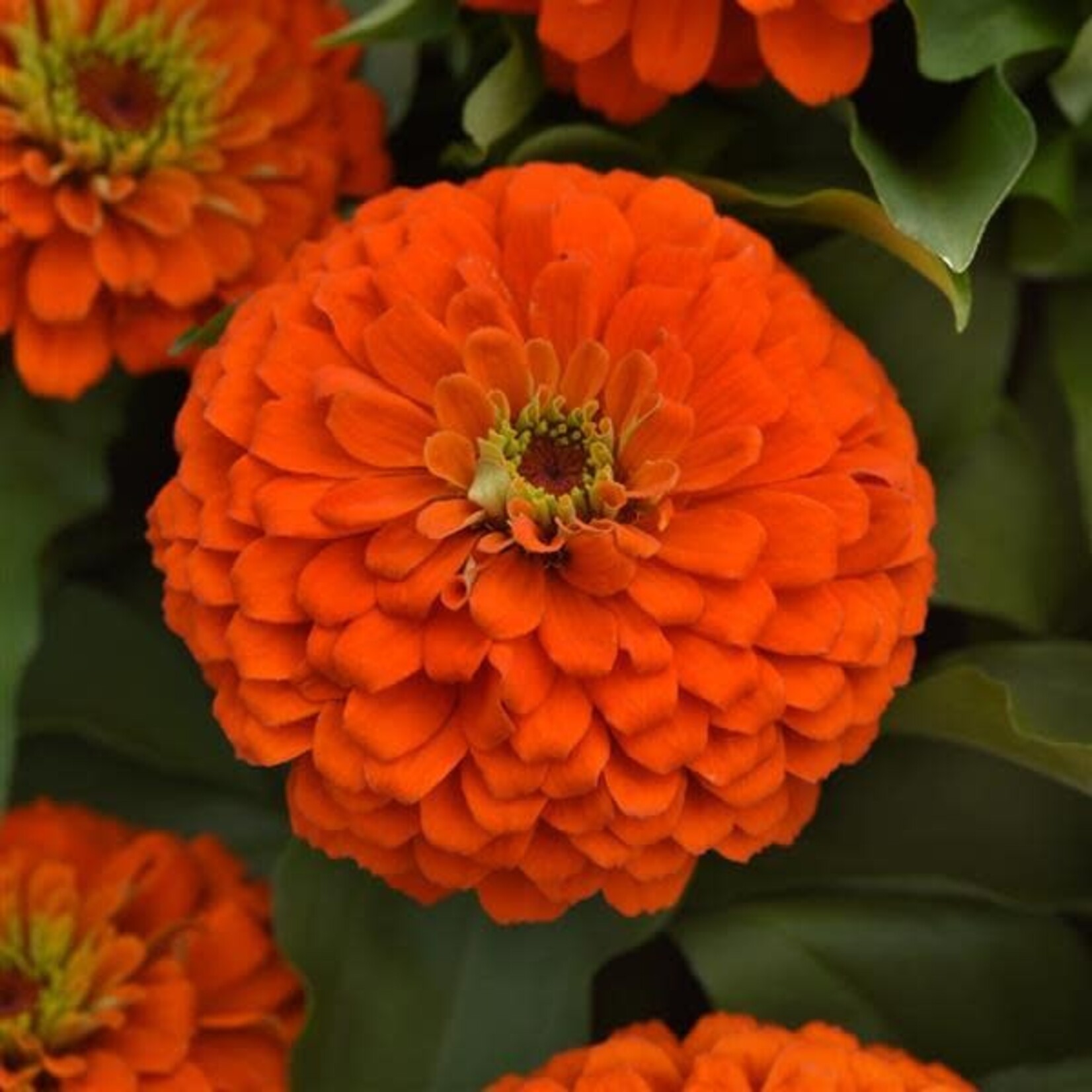 Zinnia, Zesty Orange 1G