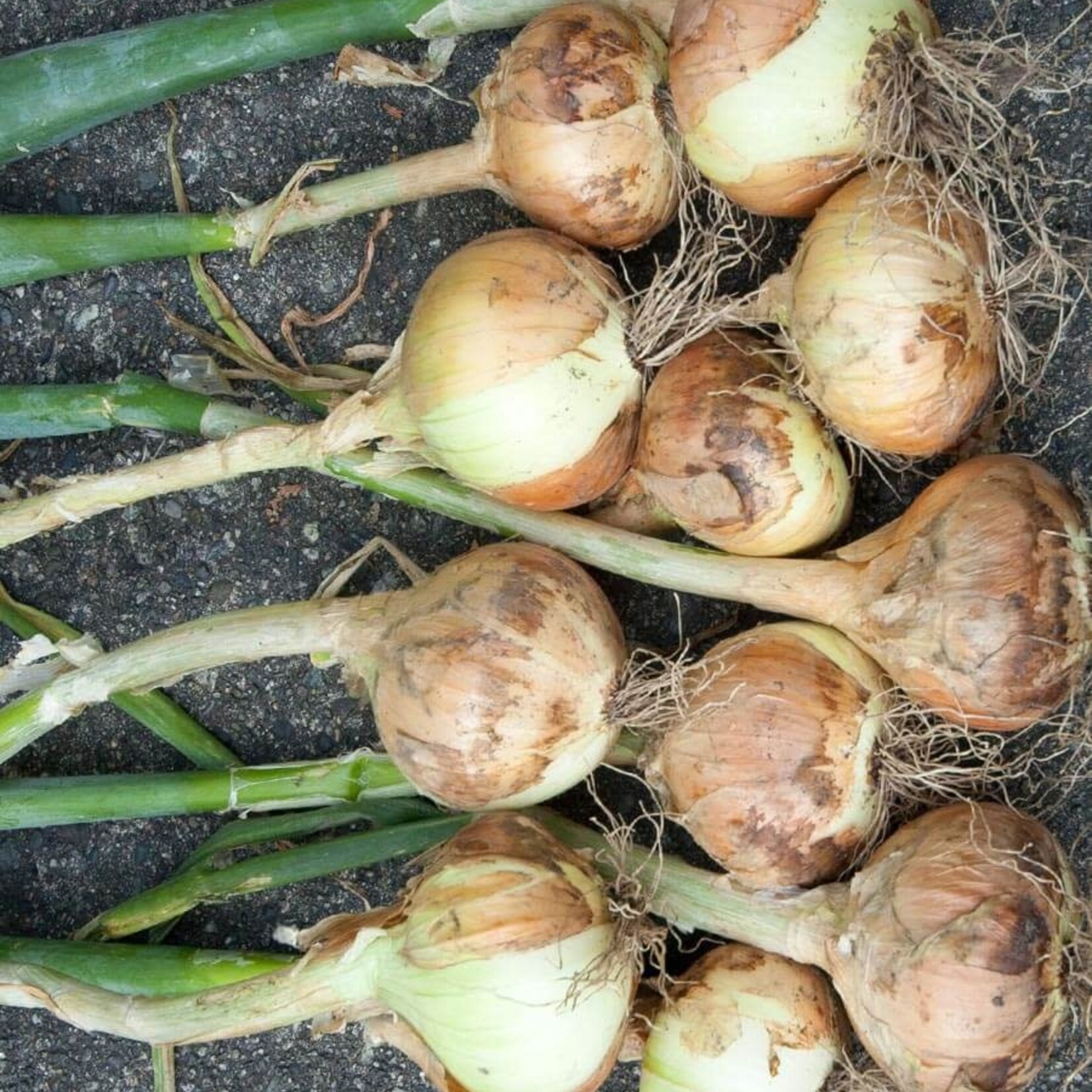 Onion, Walla Walla 6-pak