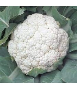 Cauliflower, Snow Crown 6-pak