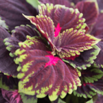 Coleus Mini Kong, 4 in
