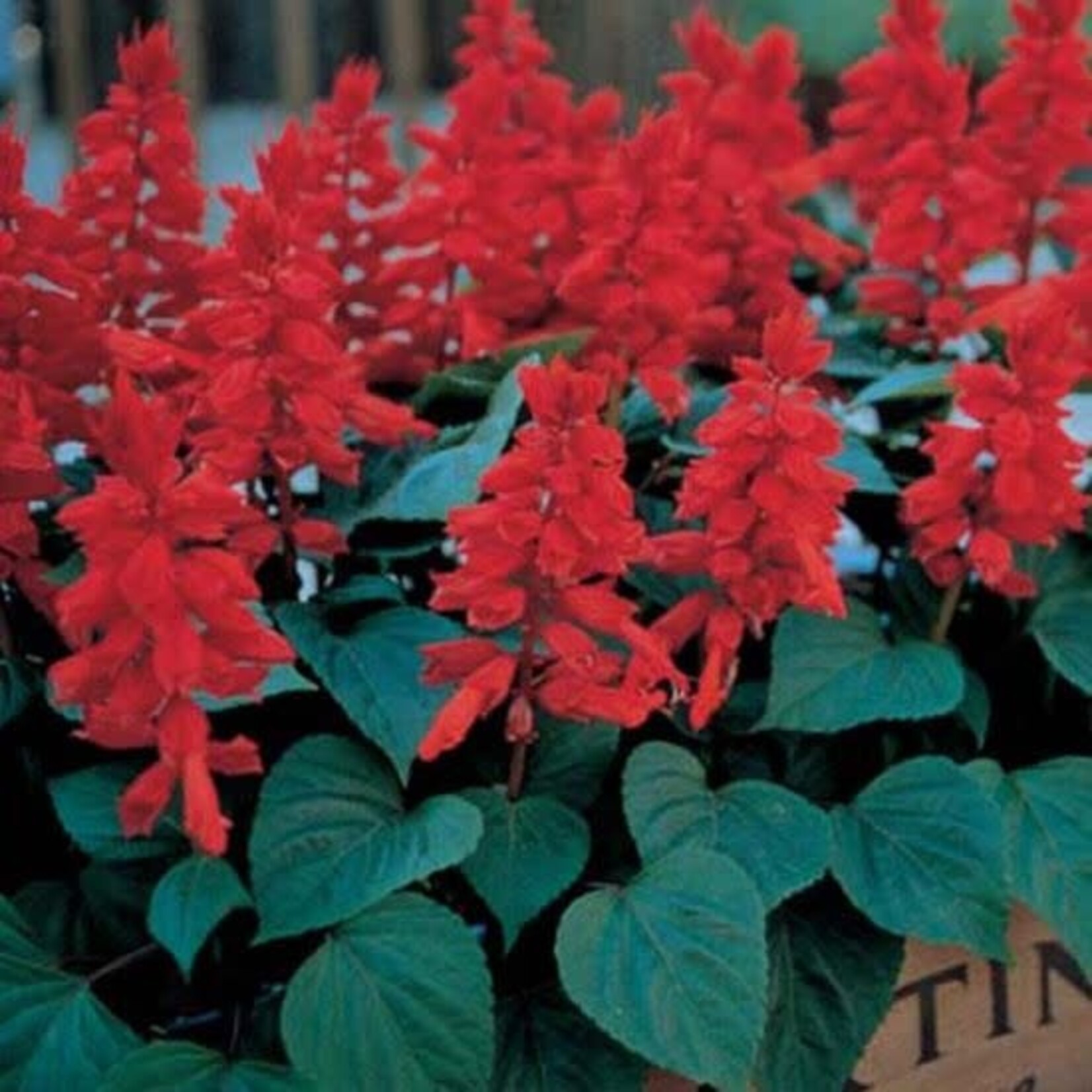 Salvia, Red 4 in