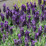 Lavender, Anouk Deep Rose 1G