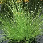 Isolepis, Fiber Optic Grass 4 in