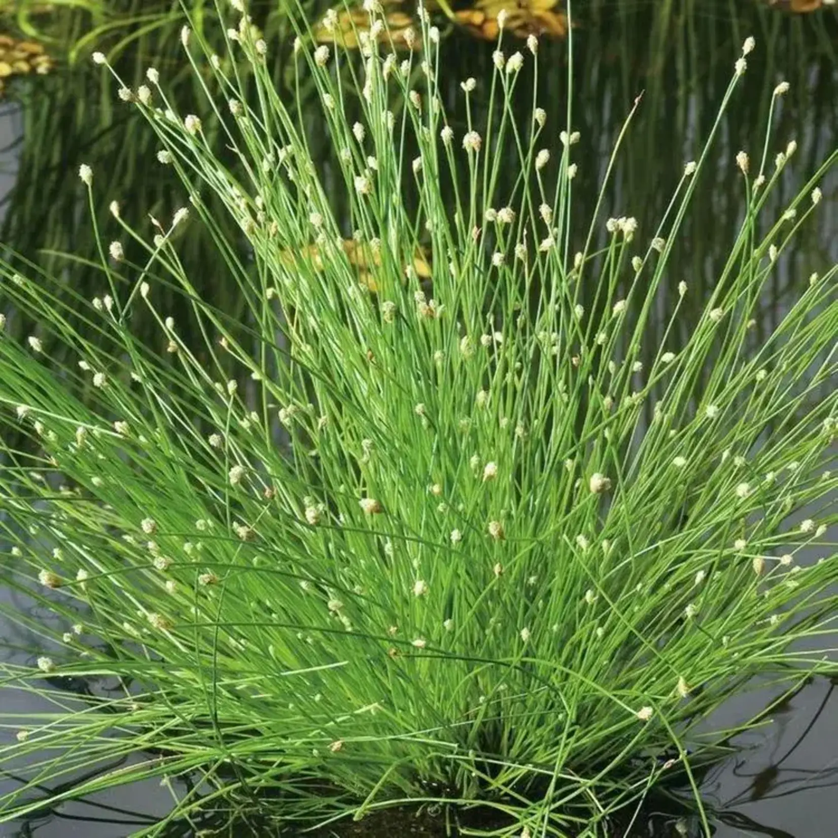 Isolepis, Fiber Optic Grass 4 in