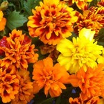 Marigold, French Super Hero Mix 6-Pak