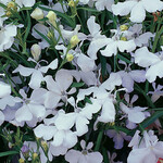 Lobelia, Regatta White 6-Pak