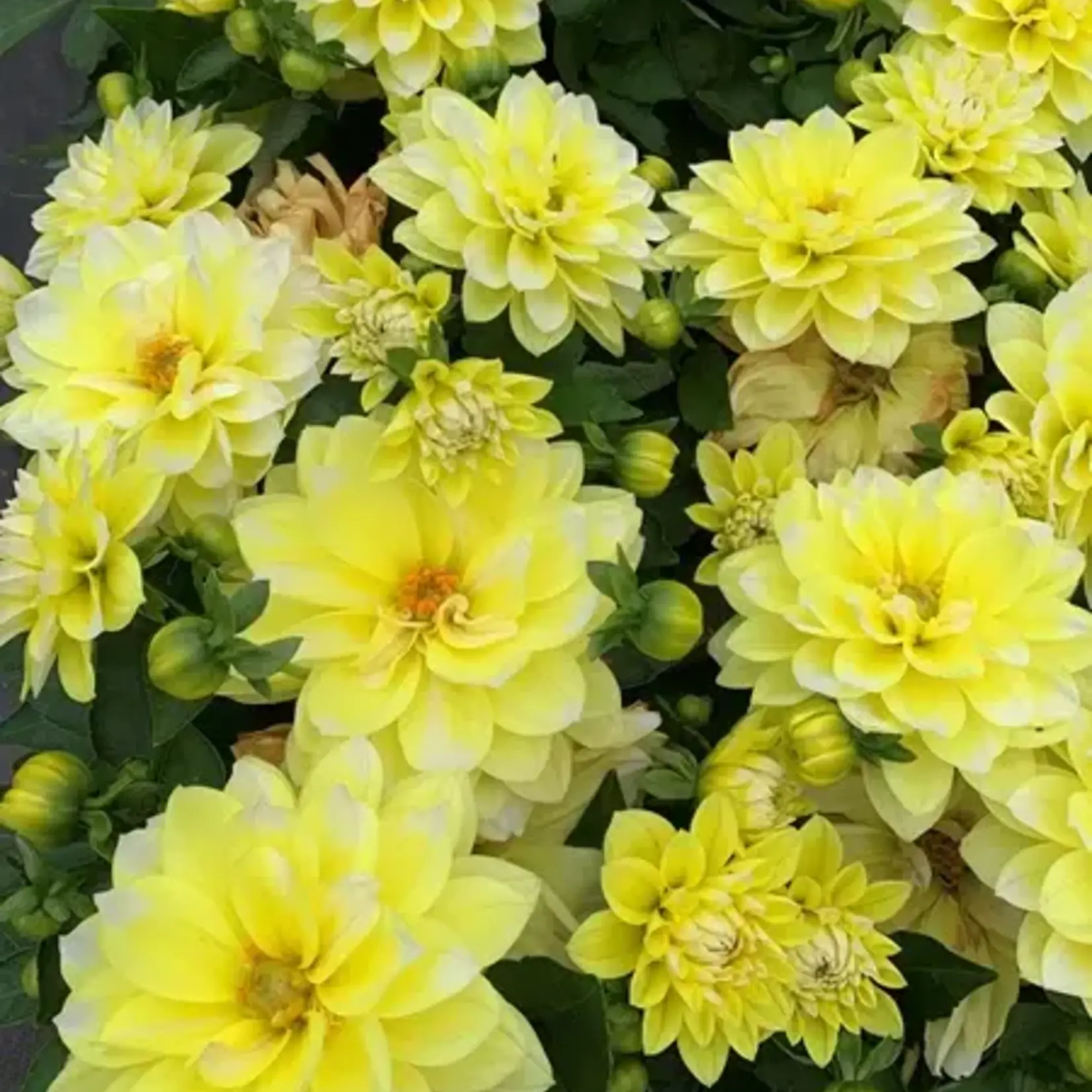 Dahlia, Hypnotica Yellow 1G