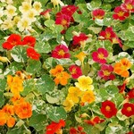 Nasturtium, Alaska Mix 6-pak
