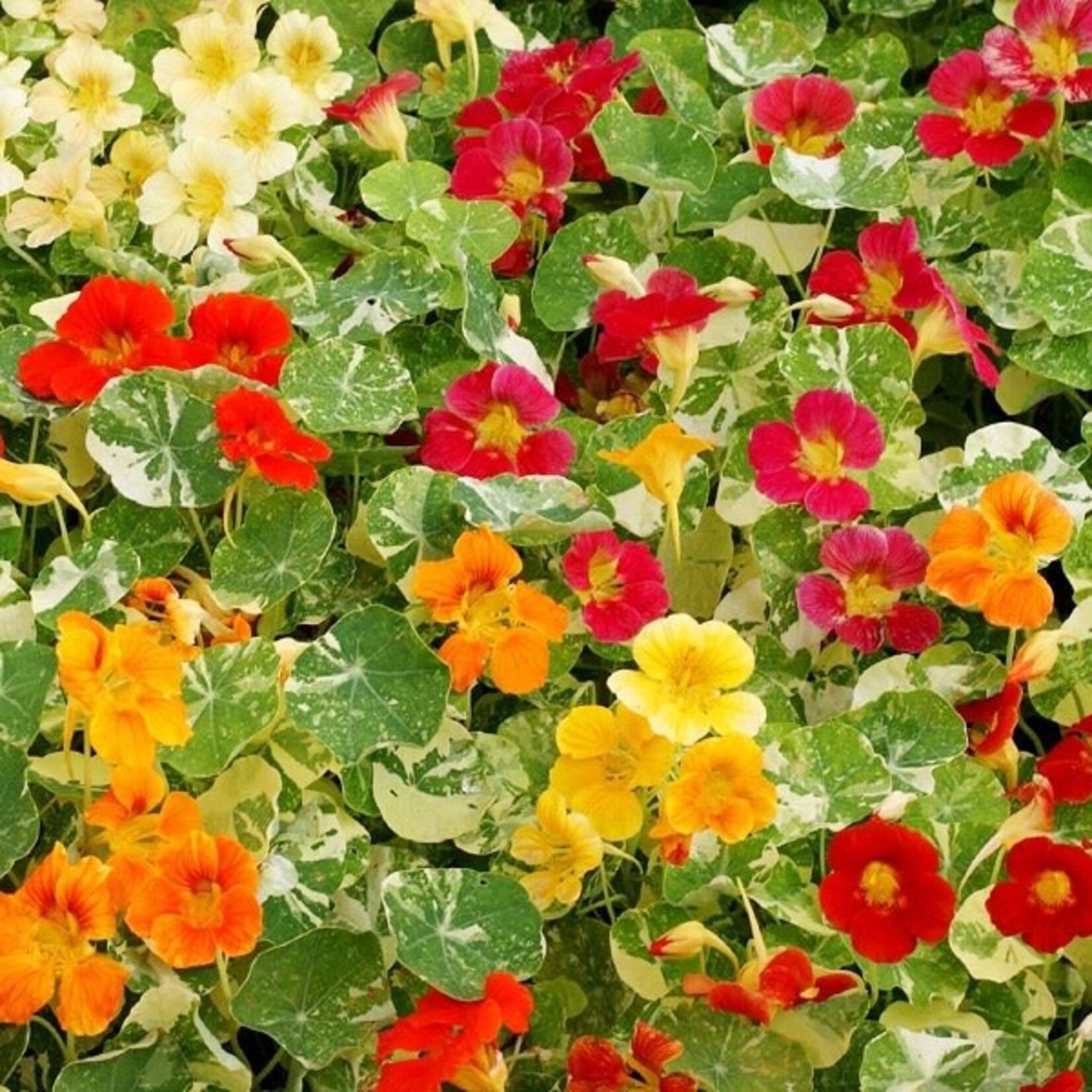 Nasturtium, Alaska Mix 6-pak