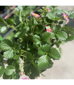 Strawberry, 6 plant