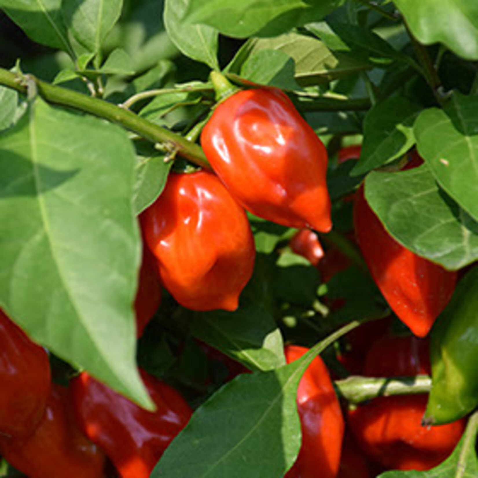 Pepper, Primero Red 4 in