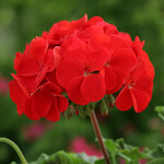 Basket, 12in Geranium Red