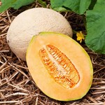 Melon, Cantaloupe Hale's Best 4 in