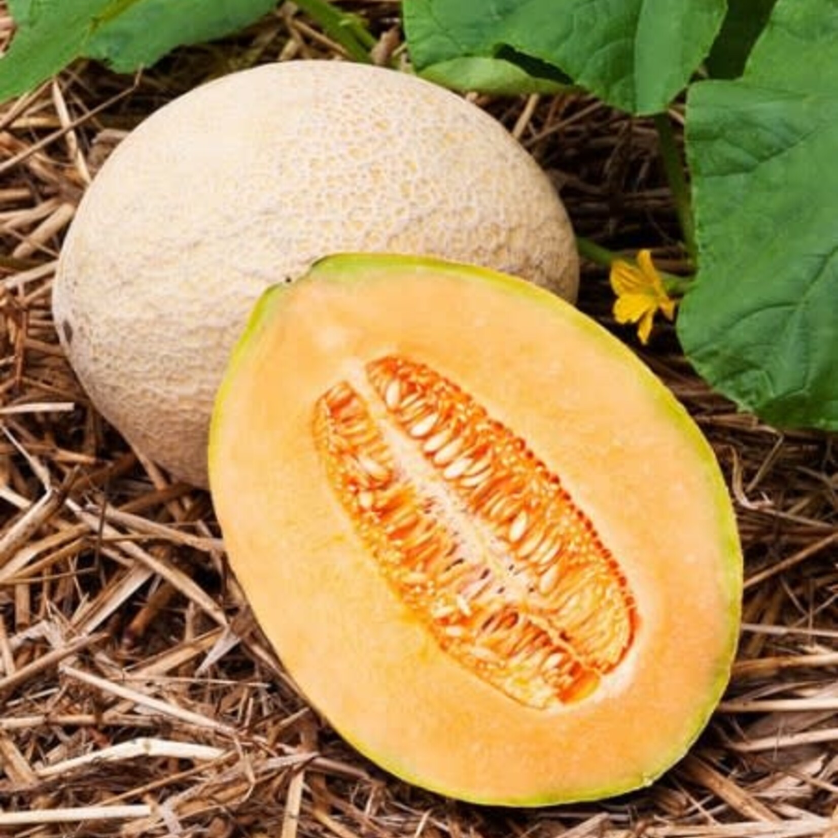 Melon, Cantaloupe Hale's Best 4 in