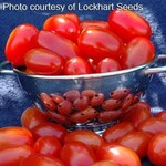 Tomato, Red Grape 4 in