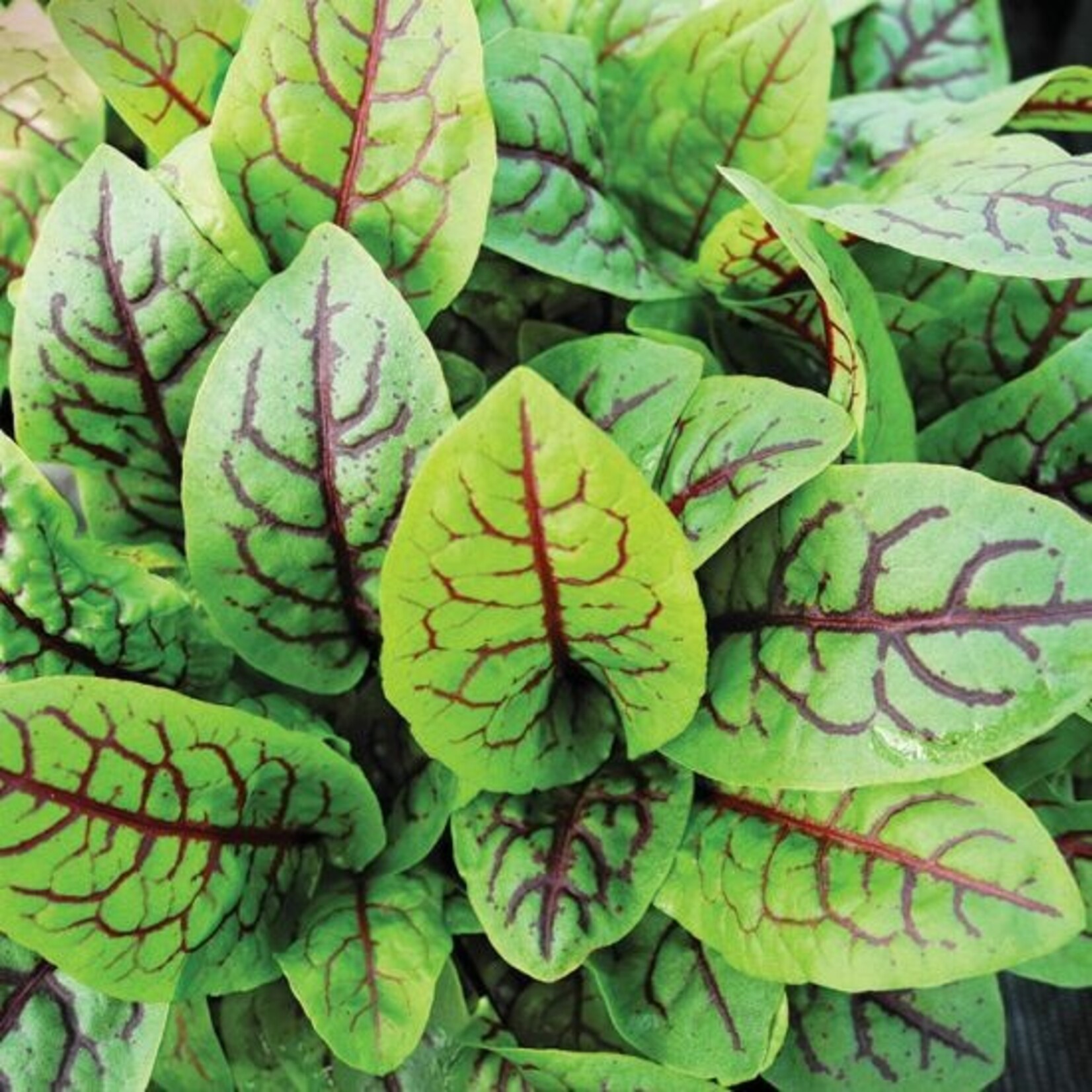 Herb, Sorrel Red Veined 4 in
