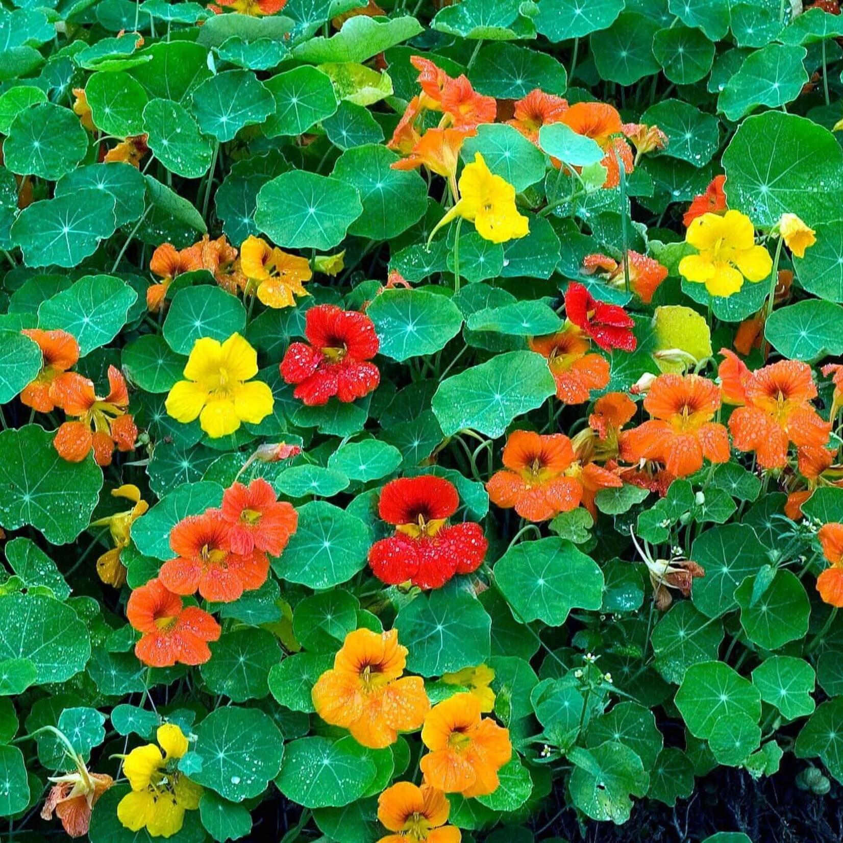 Nasturtium, Jewel Mix 6-pak