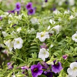 Basket, 12 in Calibrachoa Purple & Red